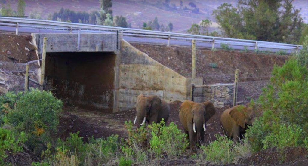 wildlife crossing elephant tunnel Kenya